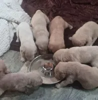 Louie , a male Poodle - Standard  for sale in Carbondale, IL – Photo 5 of 8