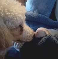 Louie , a male Poodle - Standard  for sale in Carbondale, IL – Photo 2 of 8