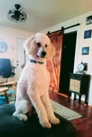Louie , a male Poodle - Standard  for sale in Carbondale, IL – Photo 6 of 8