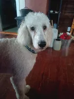 Louie , a male Poodle - Standard  for sale in Carbondale, IL – Photo 8 of 8