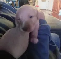 Butch, a male Labradoodle for sale in Carbondale, IL – Photo 2 of 2