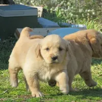 sassy, a female Golden Retriever for sale in Knoxville, AR – Photo 4 of 6