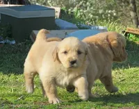 sassy, a female Golden Retriever for sale in Knoxville, AR – Photo 4 of 6