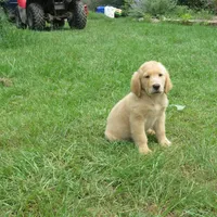 sassy, a female Golden Retriever for sale in Knoxville, AR – Photo 1 of 6