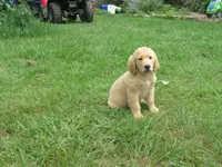 sassy, a female Golden Retriever for sale in Knoxville, AR – Photo 1 of 6