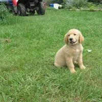 sassy, a female Golden Retriever for sale in Knoxville, AR – Photo 2 of 6