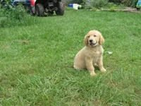 sassy, a female Golden Retriever for sale in Knoxville, AR – Photo 2 of 6