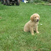 sassy, a female Golden Retriever for sale in Knoxville, AR – Photo 3 of 6