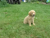 sassy, a female Golden Retriever for sale in Knoxville, AR – Photo 3 of 6