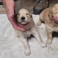 sassy, a female Golden Retriever for sale in Knoxville, AR – Photo 6 of 6