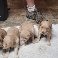 pretty  girl, a  Golden Retriever for sale in Knoxville, AR – Photo 9 of 10