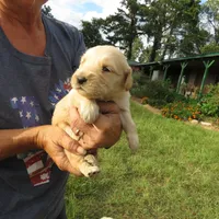 pretty  girl, a  Golden Retriever for sale in Knoxville, AR – Photo 6 of 10