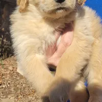 pretty  girl, a  Golden Retriever for sale in Knoxville, AR – Photo 1 of 10