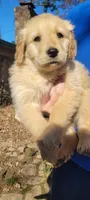 pretty  girl, a female Golden Retriever for sale in Knoxville, AR – Photo 1 of 10