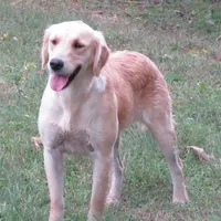 pretty  girl, a  Golden Retriever for sale in Knoxville, AR – Photo 7 of 10