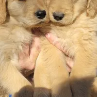 pretty  girl, a  Golden Retriever for sale in Knoxville, AR – Photo 2 of 10