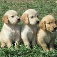 pretty  girl, a  Golden Retriever for sale in Knoxville, AR – Photo 4 of 10
