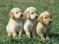 pretty  girl, a female Golden Retriever for sale in Knoxville, AR – Photo 4 of 10