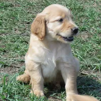 pretty  girl, a  Golden Retriever for sale in Knoxville, AR – Photo 5 of 10