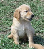 pretty  girl, a female Golden Retriever for sale in Knoxville, AR – Photo 5 of 10