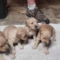 pretty  girl, a  Golden Retriever for sale in Knoxville, AR – Photo 10 of 10