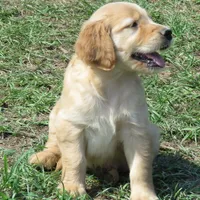 pretty  girl, a  Golden Retriever for sale in Knoxville, AR – Photo 3 of 10