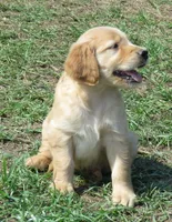 pretty  girl, a female Golden Retriever for sale in Knoxville, AR – Photo 3 of 10