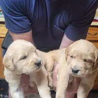 ruff, a  Golden Retriever for sale in Knoxville, AR – Photo 6 of 10