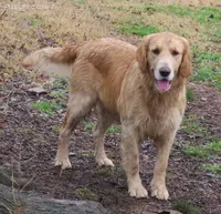 ruff, a male Golden Retriever for sale in Knoxville, AR – Photo 8 of 10