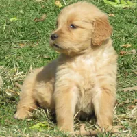 ruff, a  Golden Retriever for sale in Knoxville, AR – Photo 2 of 10
