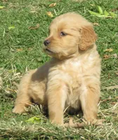 ruff, a male Golden Retriever for sale in Knoxville, AR – Photo 2 of 10