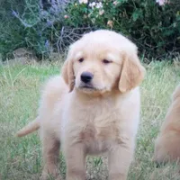 ruff, a  Golden Retriever for sale in Knoxville, AR – Photo 3 of 10