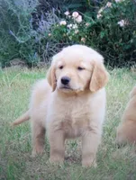 ruff, a male Golden Retriever for sale in Knoxville, AR – Photo 3 of 10