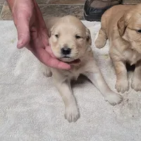 ruff, a  Golden Retriever for sale in Knoxville, AR – Photo 10 of 10