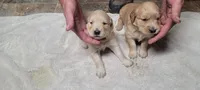 ruff, a male Golden Retriever for sale in Knoxville, AR – Photo 10 of 10