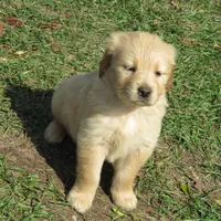 ruff, a  Golden Retriever for sale in Knoxville, AR – Photo 7 of 10