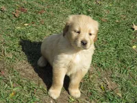 ruff, a male Golden Retriever for sale in Knoxville, AR – Photo 7 of 10