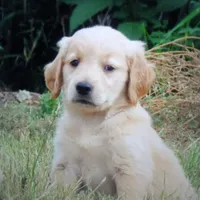 ruff, a  Golden Retriever for sale in Knoxville, AR – Photo 1 of 10
