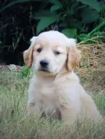 ruff, a male Golden Retriever for sale in Knoxville, AR – Photo 1 of 10