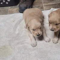 ruff, a  Golden Retriever for sale in Knoxville, AR – Photo 9 of 10