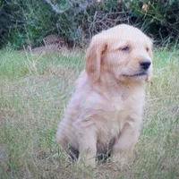 ruff, a  Golden Retriever for sale in Knoxville, AR – Photo 4 of 10