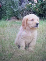 ruff, a male Golden Retriever for sale in Knoxville, AR – Photo 4 of 10