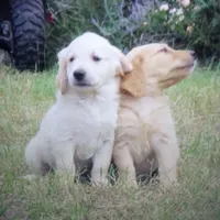 bear, a  Golden Retriever for sale in Knoxville, AR – Photo 1 of 8