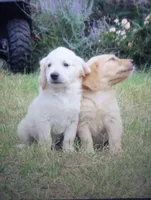 bear, a male Golden Retriever for sale in Knoxville, AR – Photo 1 of 8