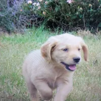 bear, a  Golden Retriever for sale in Knoxville, AR – Photo 2 of 8