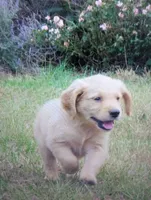 bear, a male Golden Retriever for sale in Knoxville, AR – Photo 2 of 8