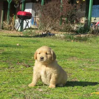 bear, a  Golden Retriever for sale in Knoxville, AR – Photo 5 of 8