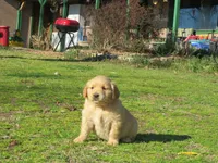 bear, a male Golden Retriever for sale in Knoxville, AR – Photo 5 of 8