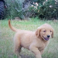 bear, a  Golden Retriever for sale in Knoxville, AR – Photo 8 of 8