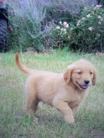 bear, a male Golden Retriever for sale in Knoxville, AR – Photo 8 of 8